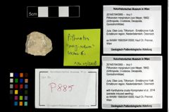 Foto (Objekt + Etikett) von Pithonoton marginatum (von Meyer, 1842)  (NHMW-GEO-2014-0194-0885)